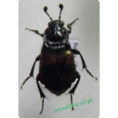 Nicrophorus vespilloides Herbst, 1783 Grabarz żółtoczarny